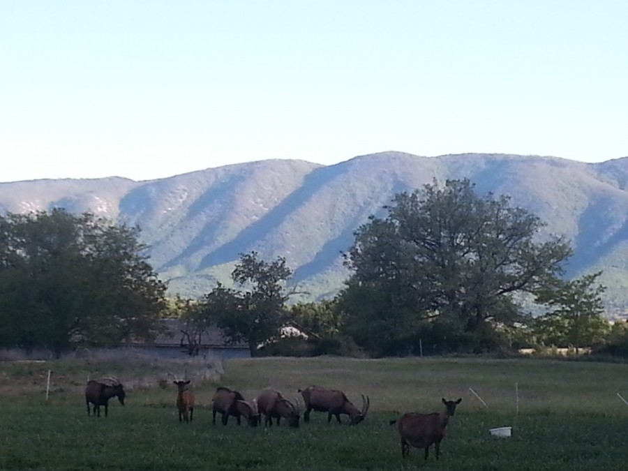 Chèvres en Provence